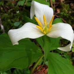 Western Trillium