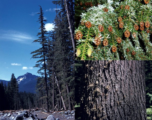 Combination photo of a tall conifer on the edge of a rocky river (left); a branch with a cluster of cones (right top) and close up of grooved bark (right bottom).
