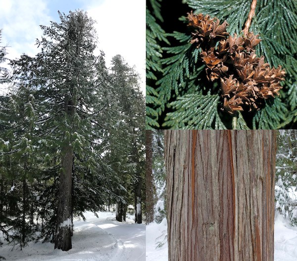 (Left) A large tree next to a snowy road; (top right) A cluster of brown upturned cones; (bottom right) Close up of reddish bark.