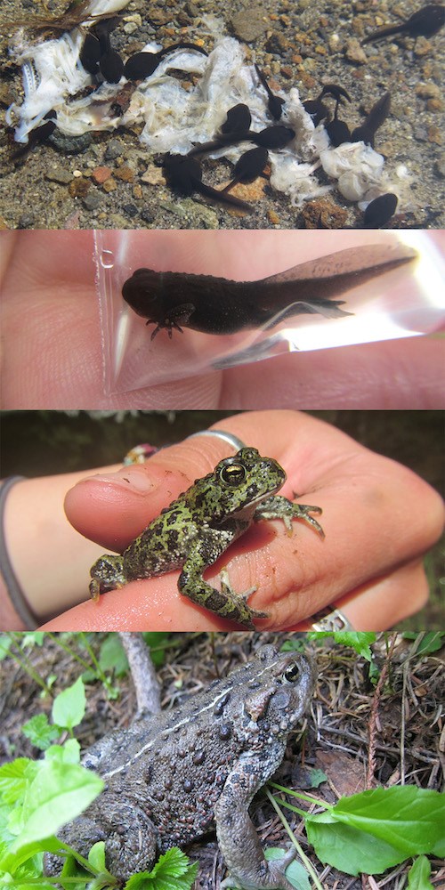 Combination photo showing western toads in various life stages, top to bottom: larvae with no legs, larvae with legs starting to form,, juvenile, adult.