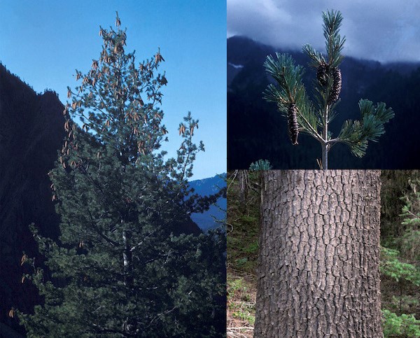 (Left) A large pine with full branches tipped in clusters of cones; (top right) Close up of the top of a pine with bunches of needles and hanging cones; (right bottom) Close up of scale-like tree bark.