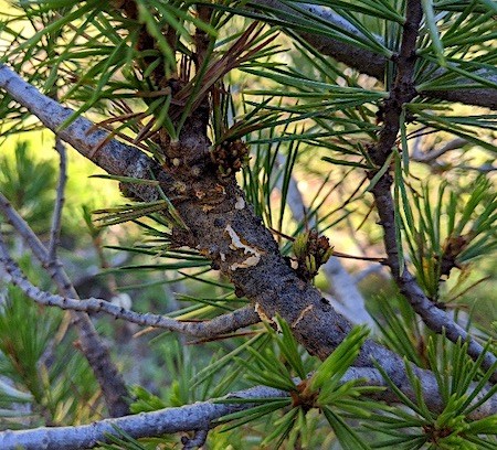 A pine branch with a section of the branch swollen and cracking.