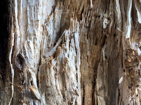 Rotting wood breaking down into pale fibers.