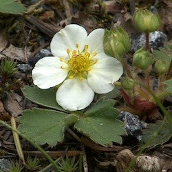 Wild Strawberry