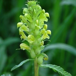 Bracted Lousewort