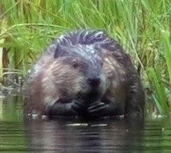 Beaver