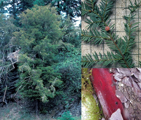 (Left) A small shrubby tree; (upper right) a branch with sprays of needles and a single red berry; (lower right) a trunk with peeling reddish bark.