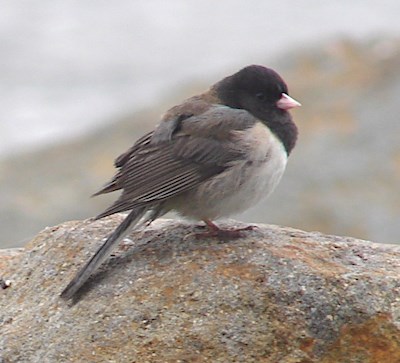 A bird with a dark head perches on a rock.