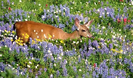 A black-tailed mule deer wades through a lush wildflower meadow in full bloom.