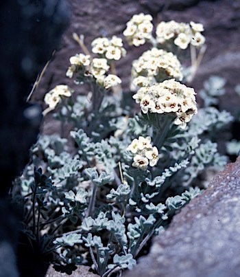 Tucked between rocks, a small plant with whitish-green leaves and dense clusters of white flowers.