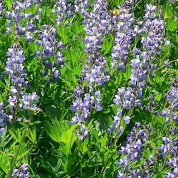 Broadleaf Lupine