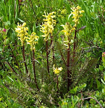 A plant with reddish-green stems topped in whorls of yellow hooded flowers.