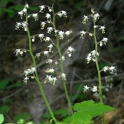 Foamflower