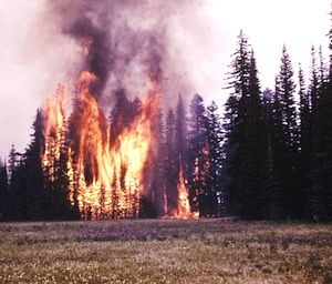 plants mount rainier national park u s national park food safety regulations 2006