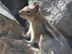 Golden-mantled Ground Squirrel on a rock.