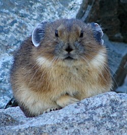 American pika  Washington Department of Fish & Wildlife