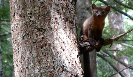 A pine marten perched on a branch, peeks around a tree trunk. A pine marten perched on a branch, peeks around a tree trunk.