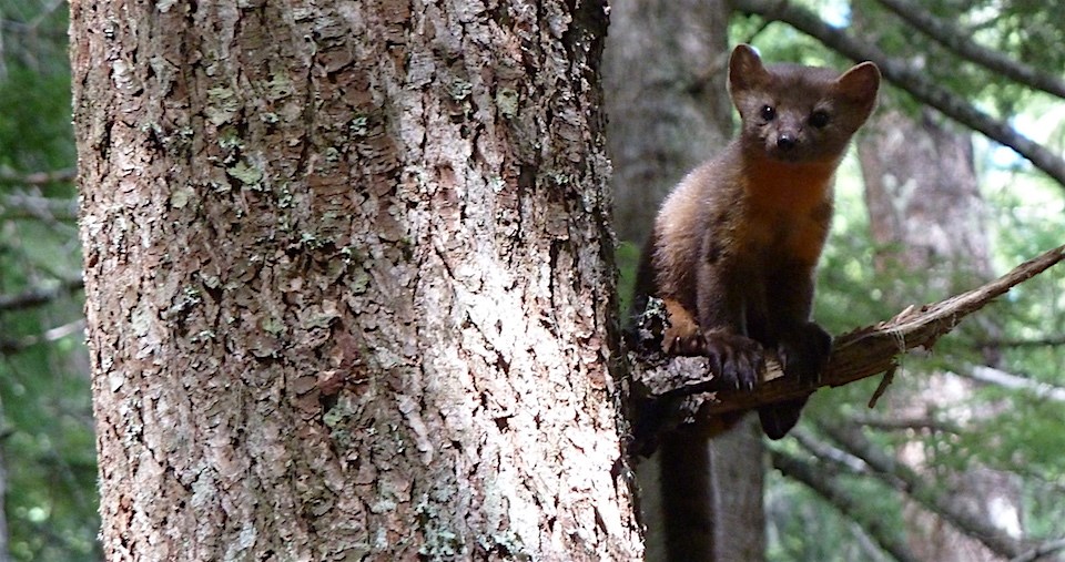A weasel-like animal with perched ears and a long furry tail perches on a tree branch.