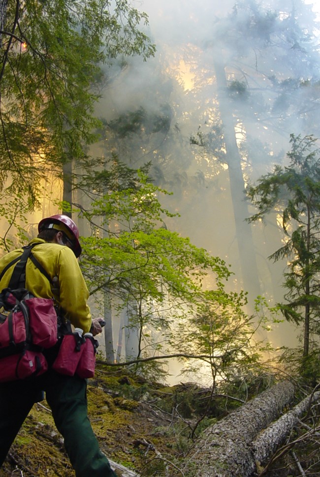 Firefighter monitors a fire developing on the forest floor.