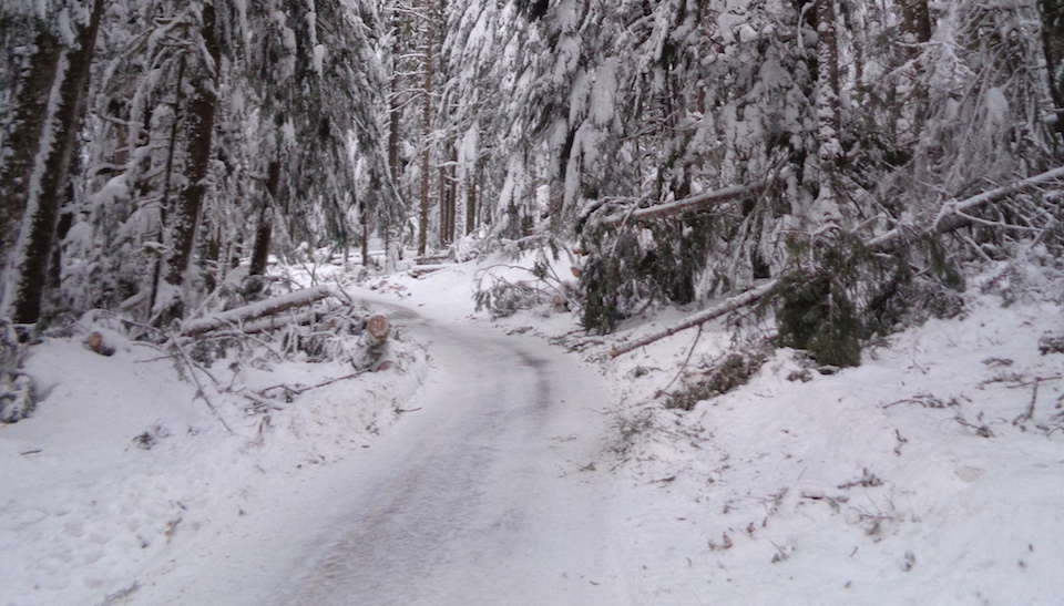 Conditions on the Nisqually Road. A single lane of a road curves through a snowy forest, with fallen trees and debris piled up along the road.