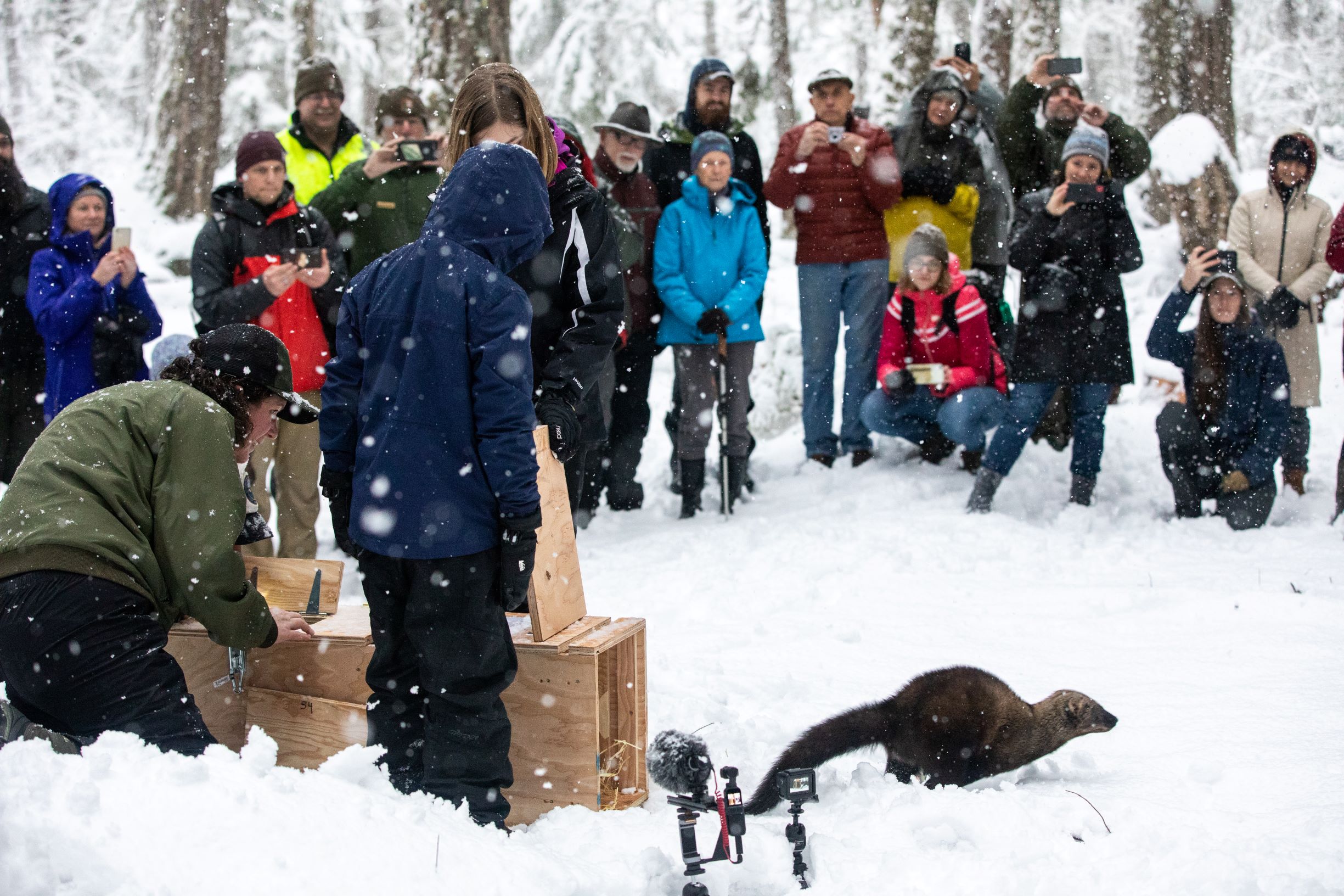 A crowd of people in a snowy forest watch as a brown furry fisher is released.