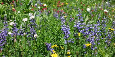 Wildflowers of different colors fill a lush meadow.
