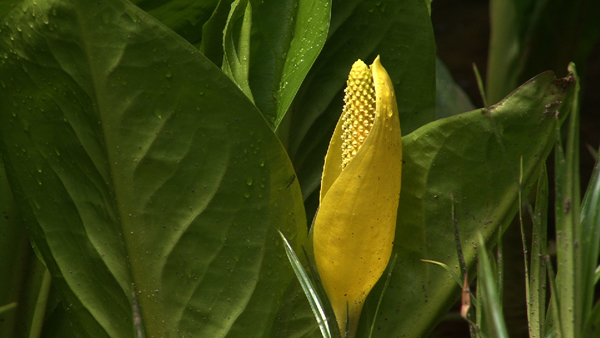 The bright yellow flower and leaves of a Skunk Cabbage covered in dew. The bright yellow flower and leaves of a Skunk Cabbage covered in dew.