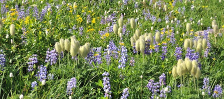 Wildflowers blooming in a meadow, including lupine, pasqueflower seedheads, American bistort, broadleaf arnica, and sitka valarian.