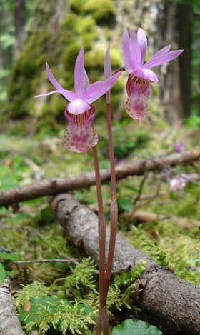 Fairy Slipper