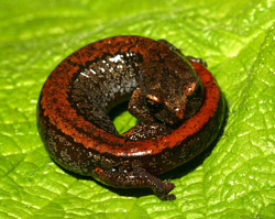 Larch Mountain Salamander