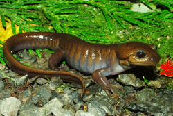 Northwestern Salamander