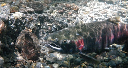 An underwater photo of a Coho Salmon swimming in the White River.