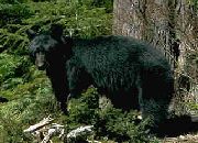 Black bear