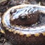 Amphibians