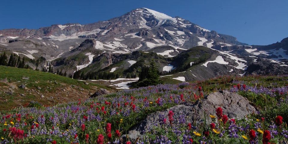 A view of Mount Rainier, the foreground filled with blooming subalpine wildflowers of every color.