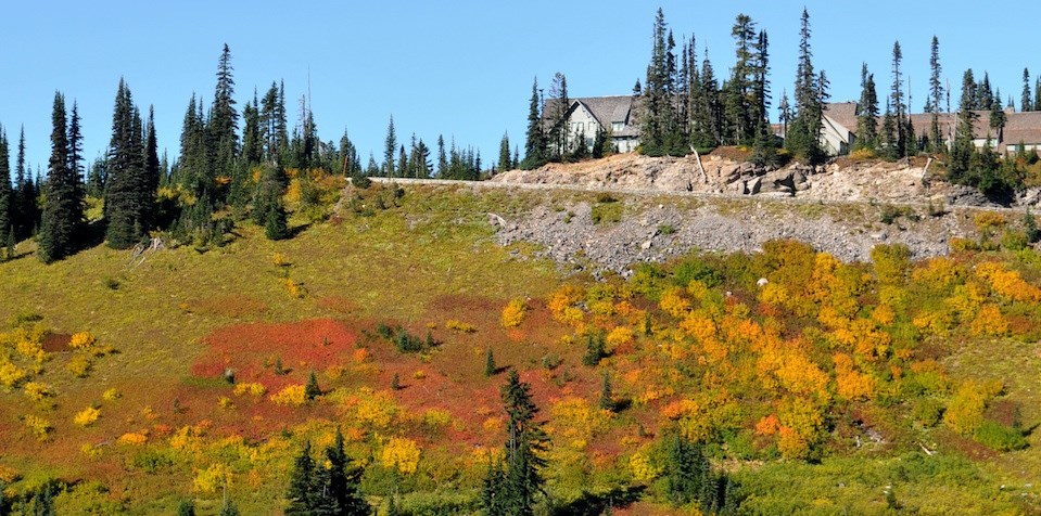 Meadow plants form a patchwork of fall colors on a valley slope beneath the Paradise Valley Road. Meadow plants form a patchwork of fall colors on a valley slope beneath the Paradise Valley Road.