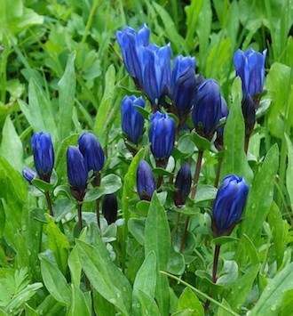 Forest Wildflowers - White - Mount Rainier National Park (U.S. National  Park Service)