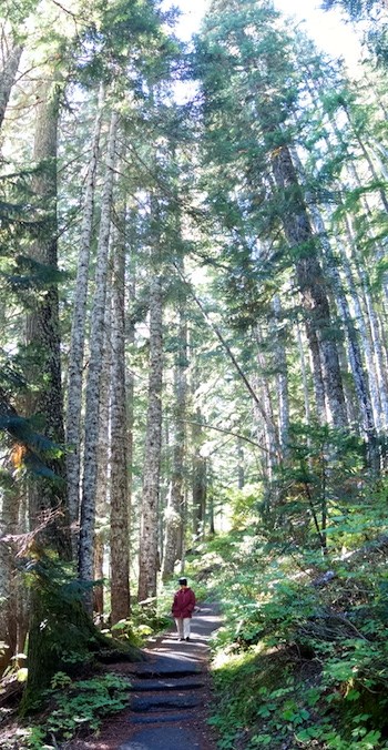 A woman walks along a trail surrounded by tall trees.