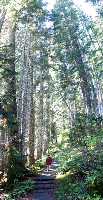 A woman walks along a trail surrounded by tall trees.