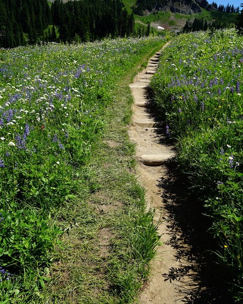 A narrow trail climbs through a lush wildflower meadow, but a strip of plants have been trampled along the trails edge.
