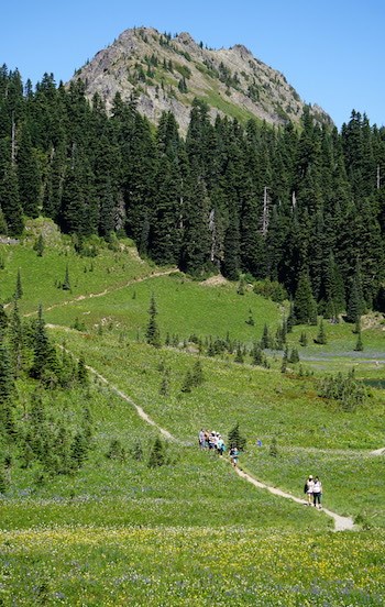 Hikers walk along a trail climbing through lush wildflower meadows.