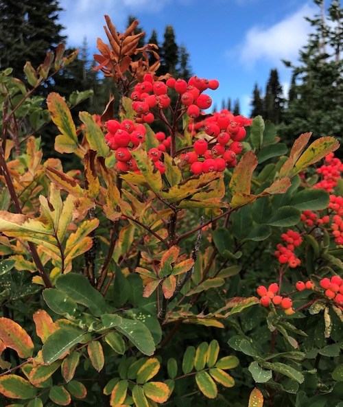 Bright red berries top a branch with leaves starting to turn yellow-orange.