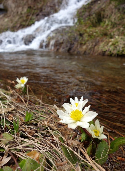Small white flowers with yellow stamens bloom along the edge of a ditch filled with water near a small waterfall.