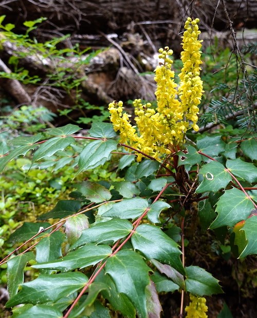 Several spikes of bright yellow blooms cluster in the center of a plant with trailing branches covered in waxy-green toothed leaves.