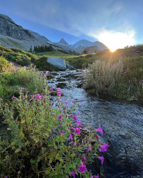As the sun sets behind the peak of a glaciated mountain, sun beams highlight tall plants with pink blooms growing around a small rocky creek flowing through a meadow.