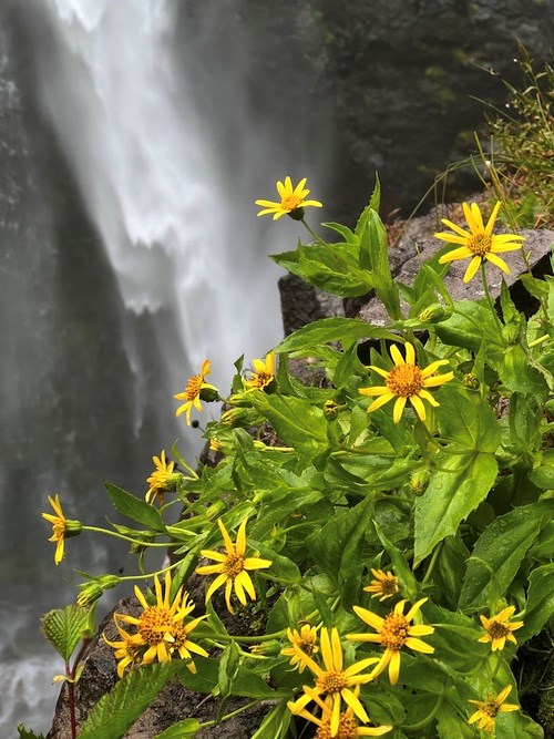A patch of yellow daisy-like flowers with bright green leaves with a large waterfall in the background.