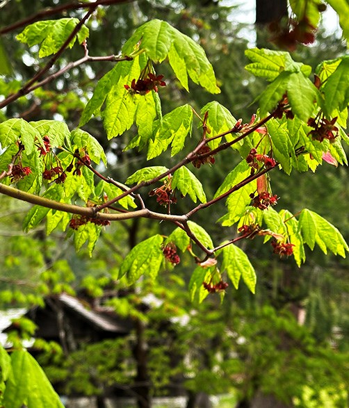 A tree branch with numerous bright green young leaves. Hanging under the leaves are clusters of small white flowers with red sepals.