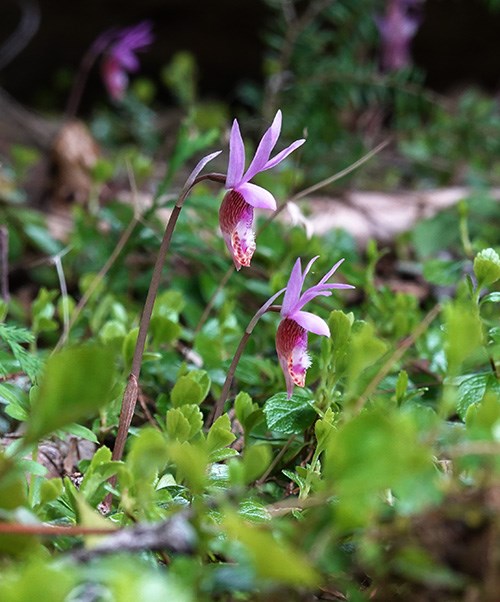 Two small flowers bloom on short stalks among green leaves on the forest floor. Each flower has a crown of bright pink petals above a fused tube-like lower petal with a  pink-spotted lip.