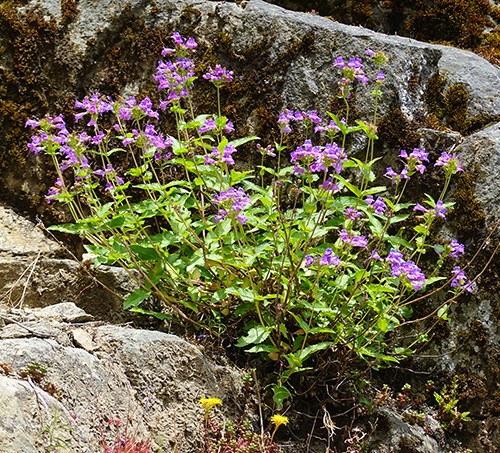 A plant with numerous stems topped in bright purple flowers and lance-shaped, toothed leaves growing out of rocks.