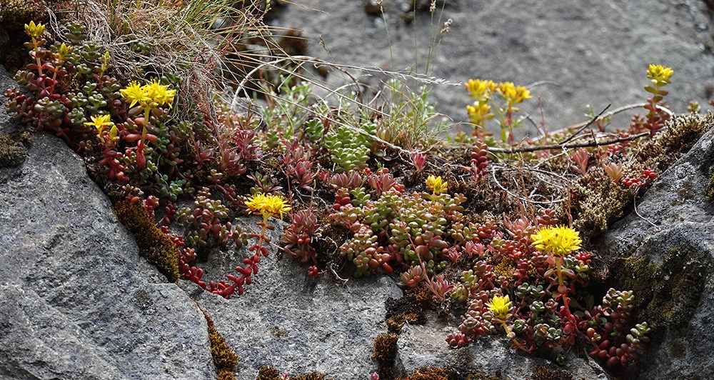 Several plants with small, plump, reddish-green leaves and clusters of bright yellow flowers trail over rocks and grow out of crevices in a cliff.